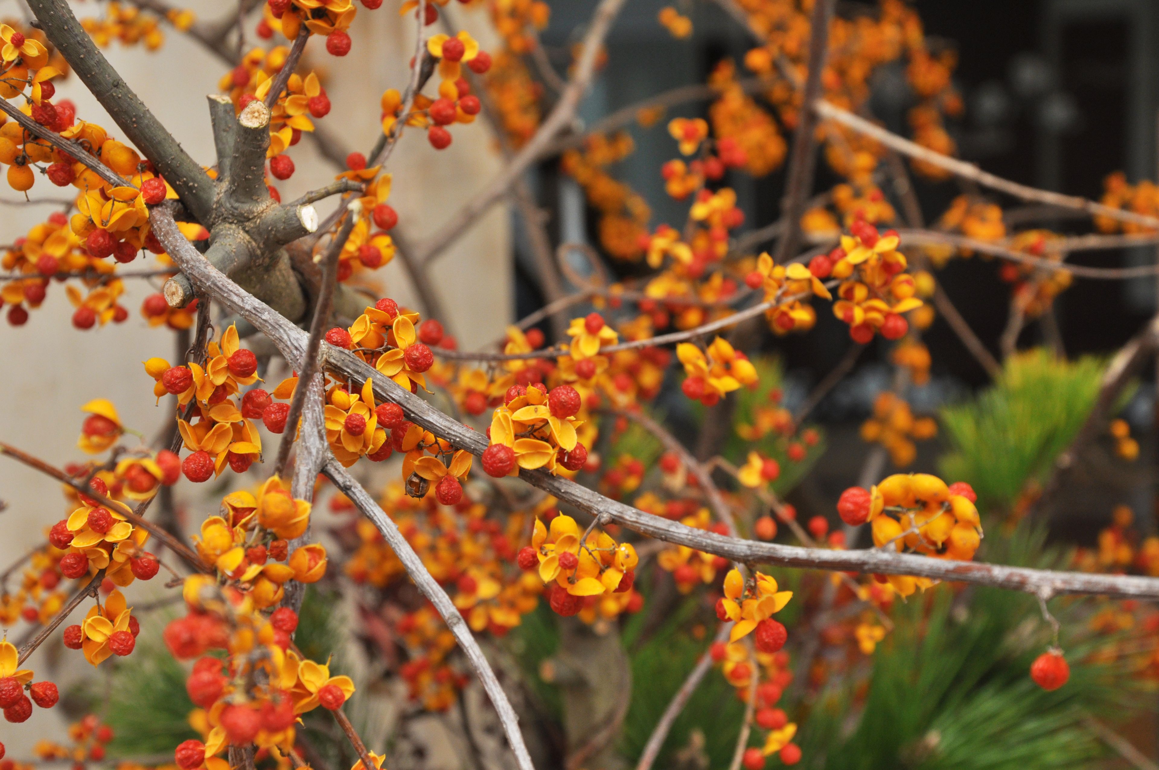 A tree with branches bearing clusters of small, round, red and yellow fruits.