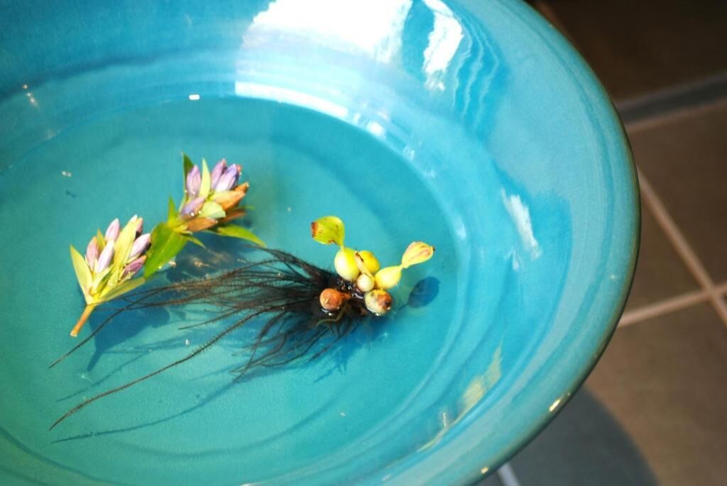 A blue bowl with water and aquatic plants.
