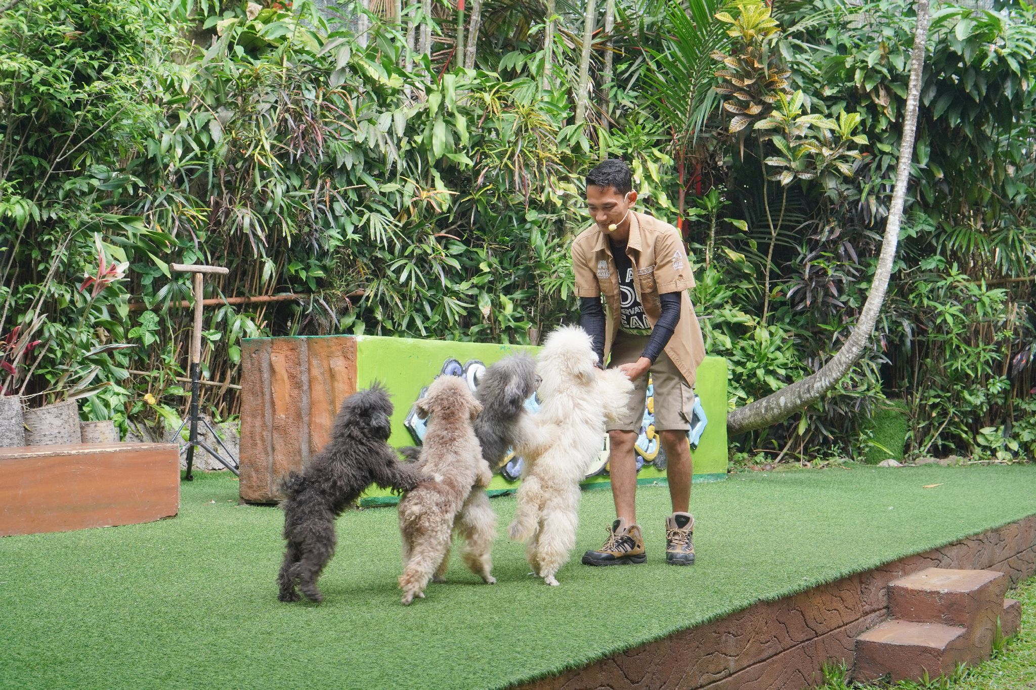 A person standing on a grassy area with a group of dogs.