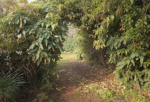 A garden pathway surrounded by dense foliage and flowering plants. - Waterview Gardens B&B (Margate)