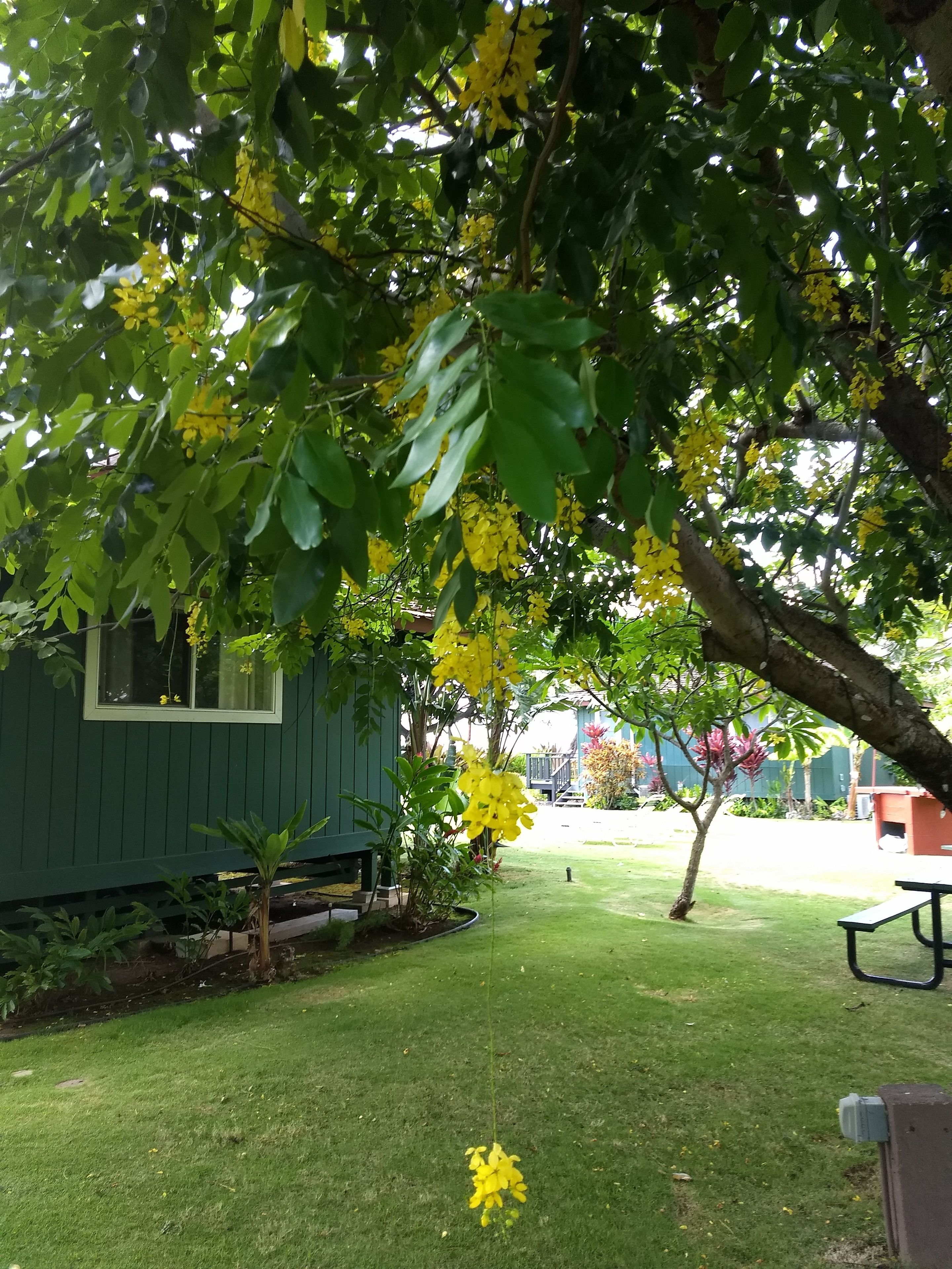 A green house with a lawn, a bench, and a tree with yellow flowers.
