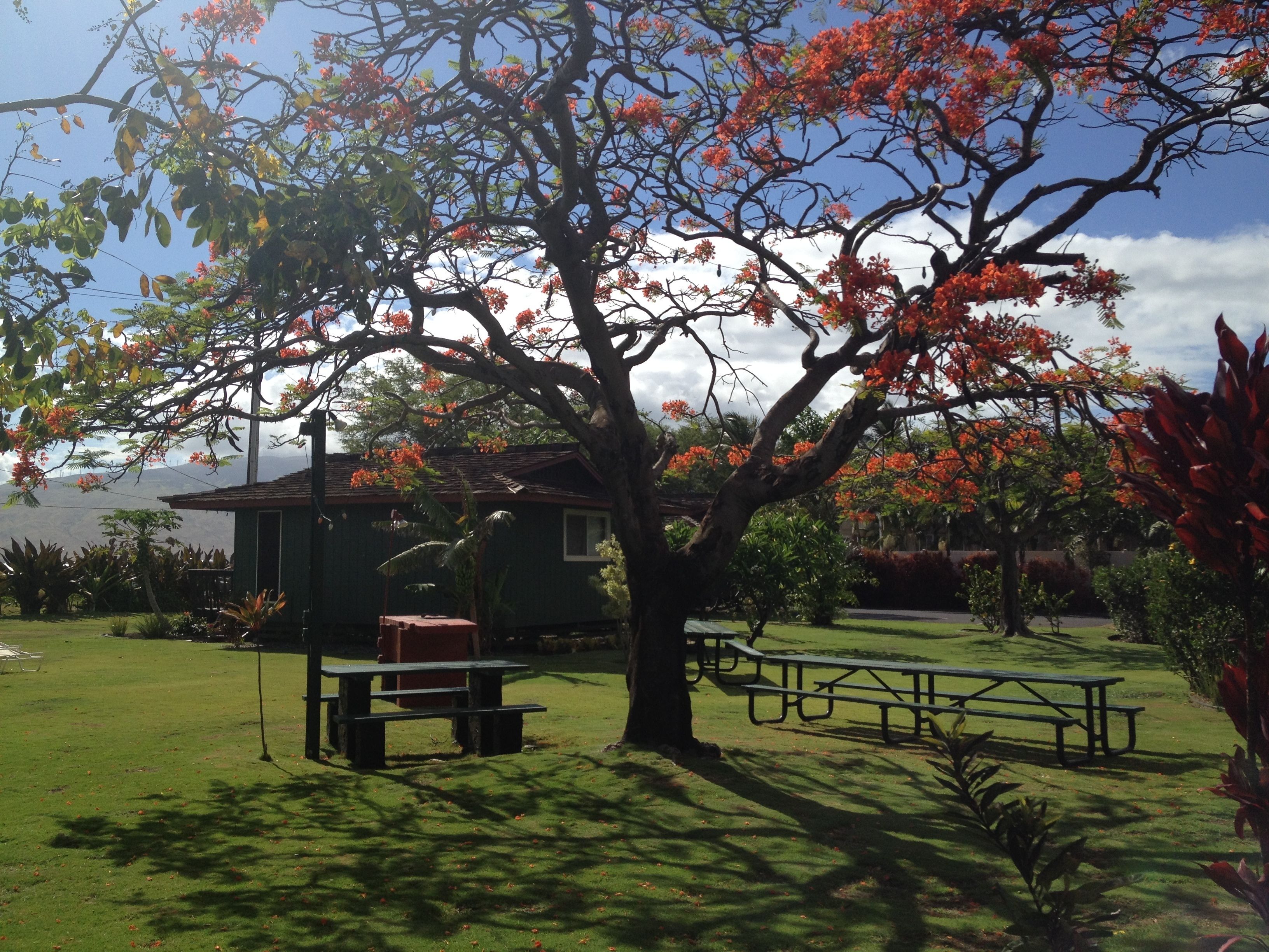 A picnic area with benches and a table, surrounded by trees with red flowers.