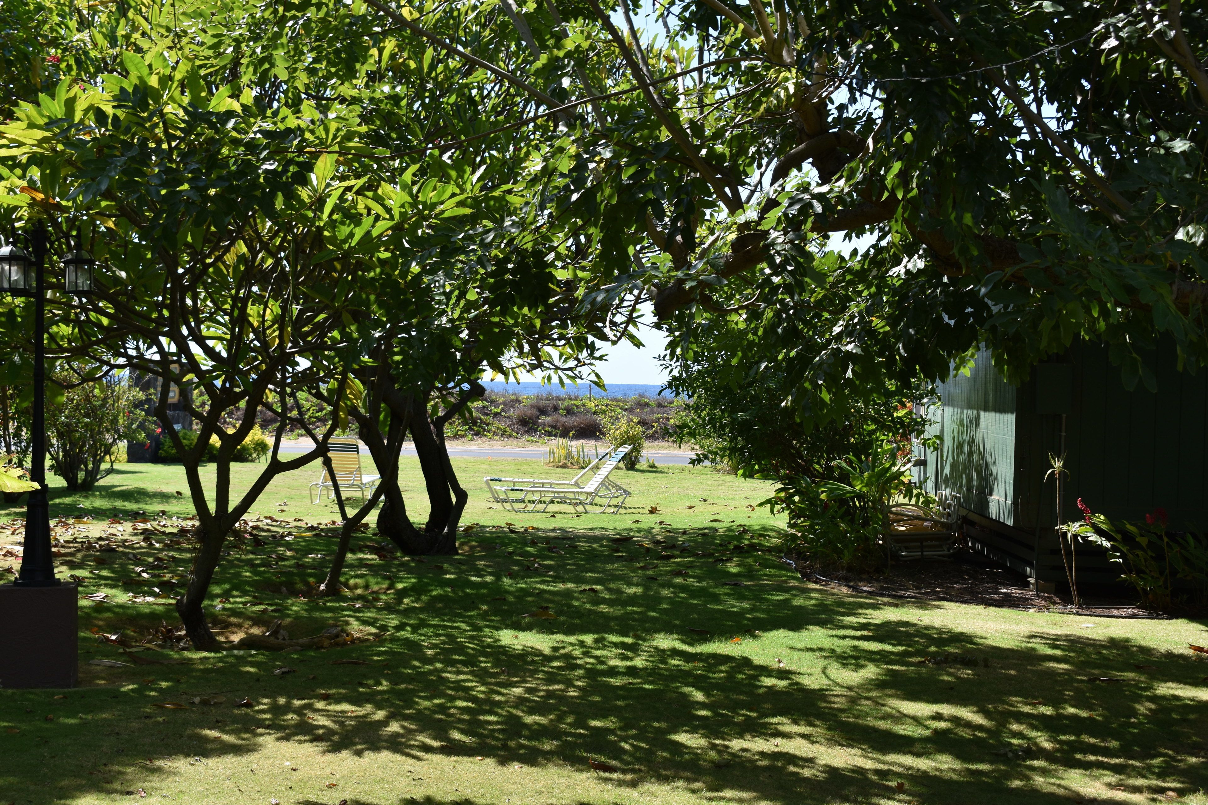 A grassy outdoor area with trees and a bench.
