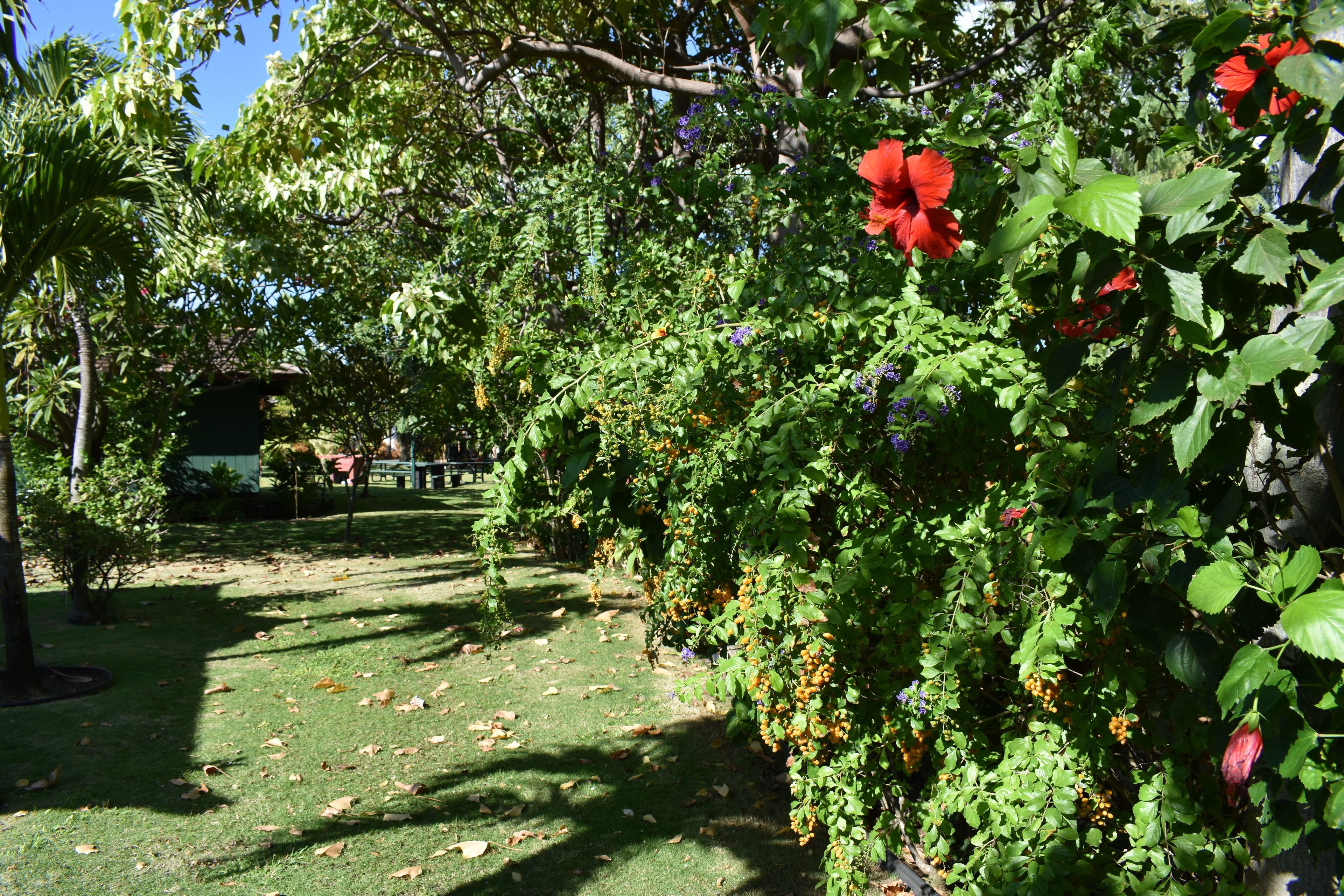 Ein Garten mit verschiedenen Pflanzen und Blumen, einem Weg und einem Gebäude im Hintergrund.