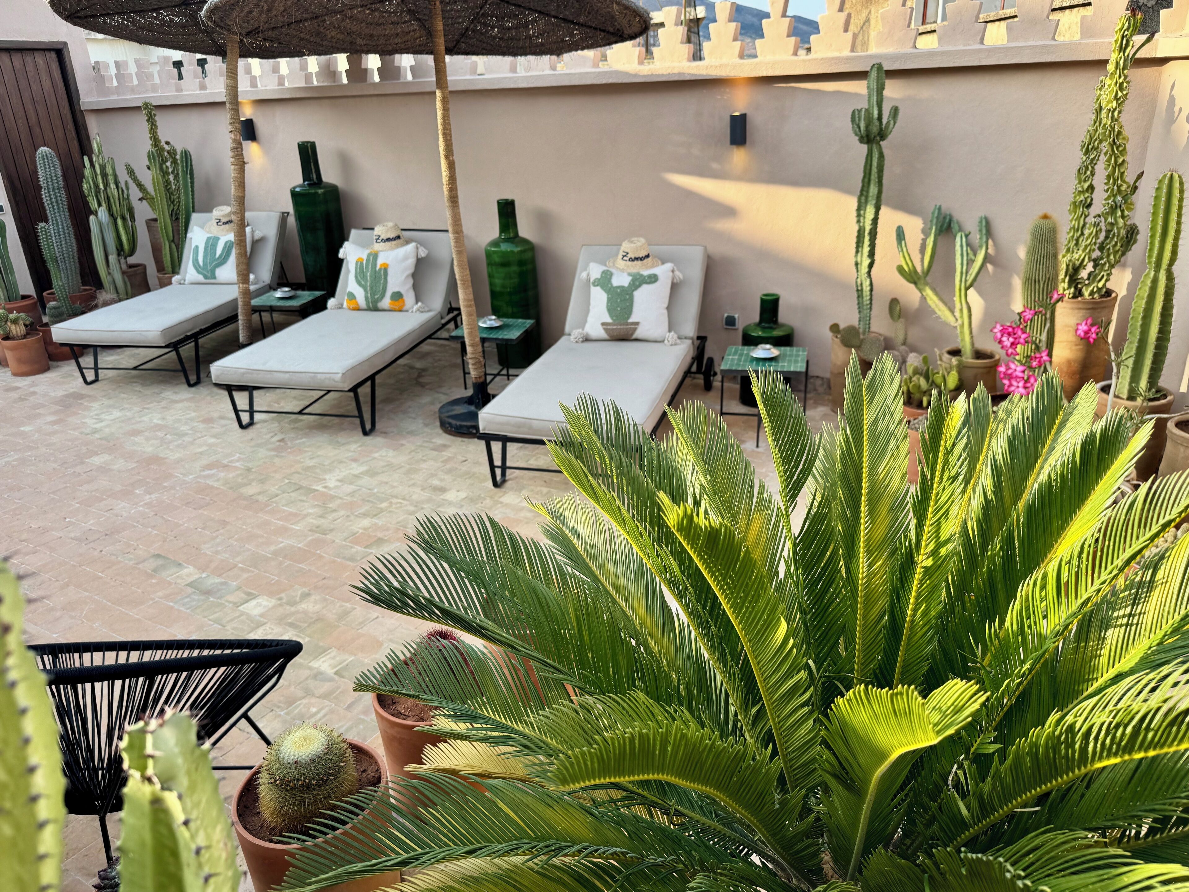 A sunlit patio with lounge chairs, potted cacti, and a palm plant.