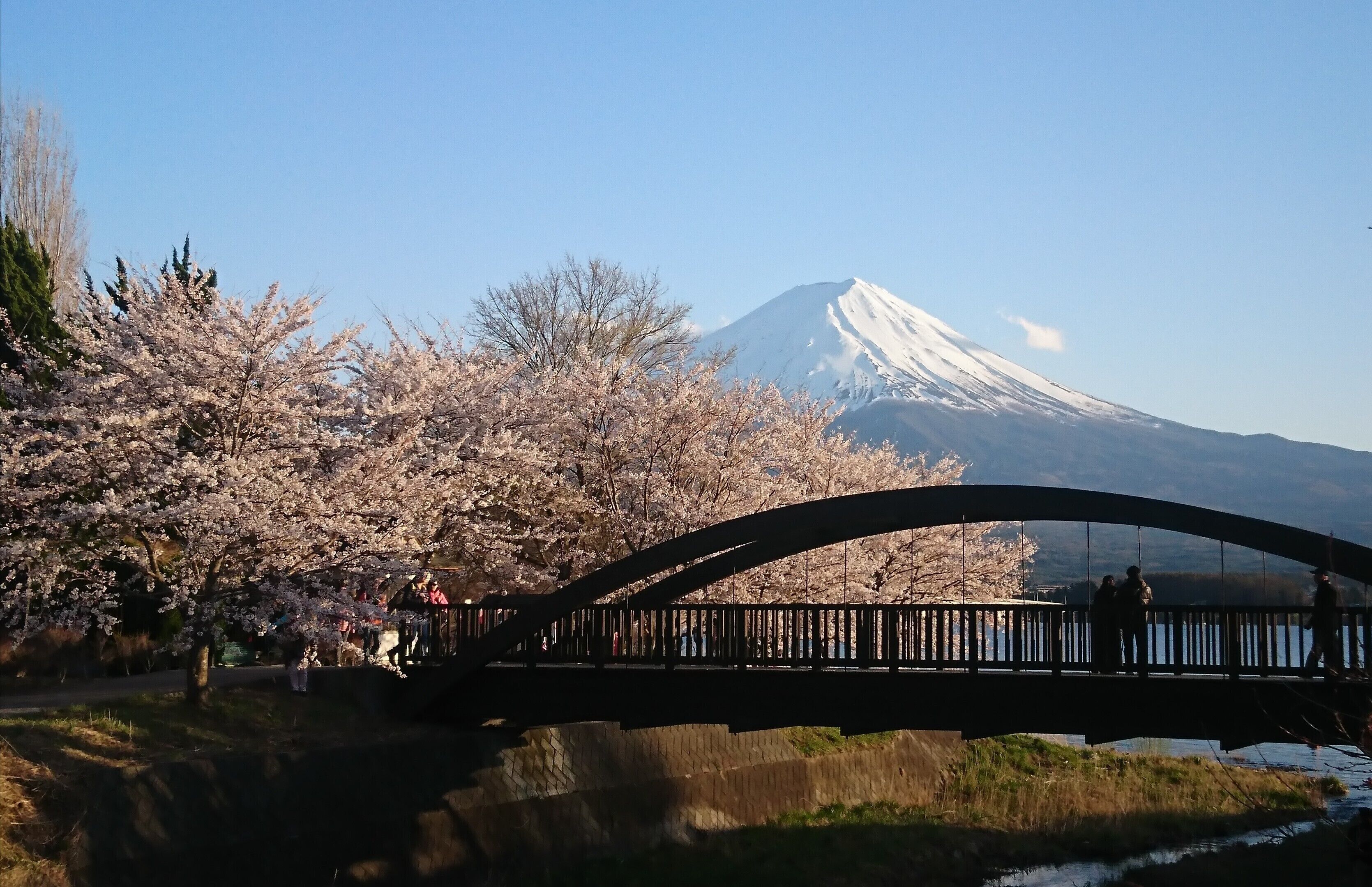 Un puente sobre un río, con flores de cerezo y una montaña nevada al fondo.