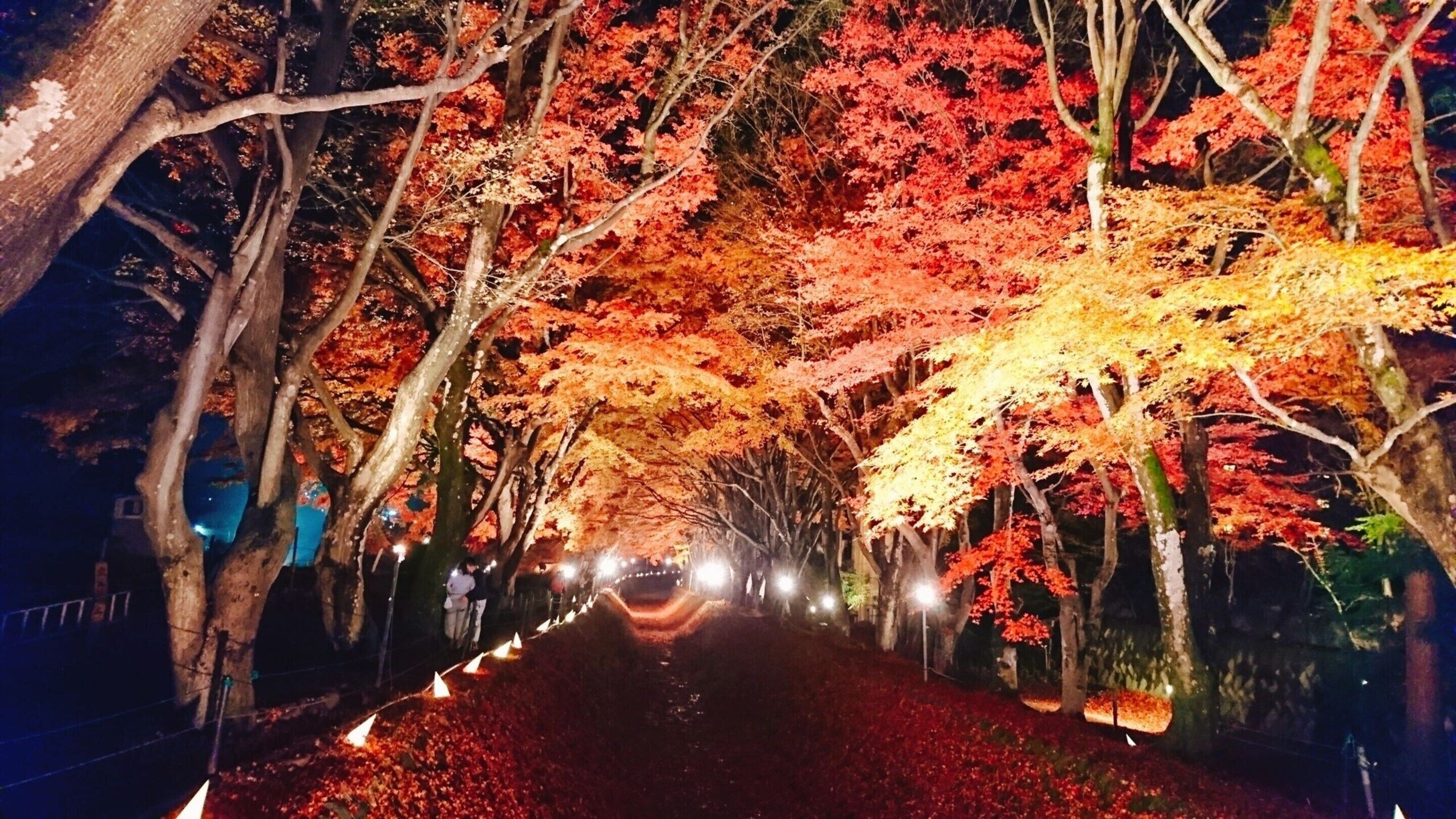 エコツアー