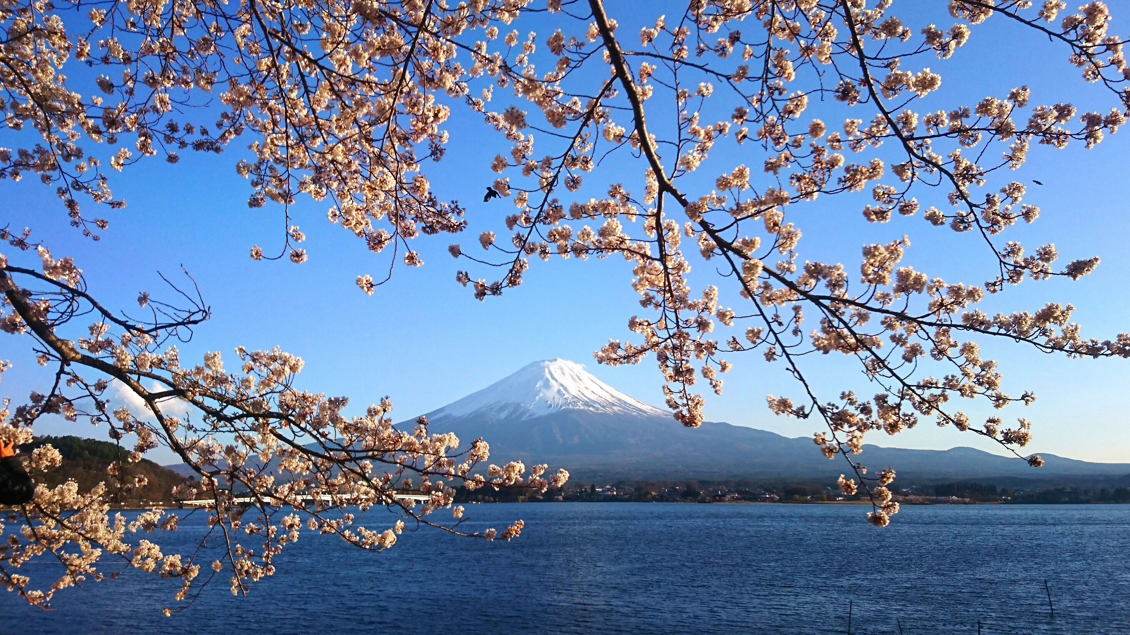 Vista do Monte Fuji com cerejeiras em primeiro plano e um corpo d'água ao primeiro plano.
