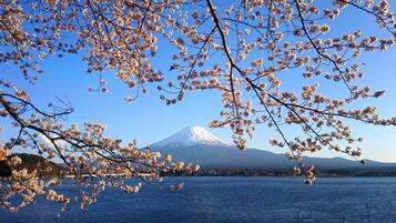 Vista do Monte Fuji com cerejeiras em primeiro plano e um corpo d'água ao primeiro plano.