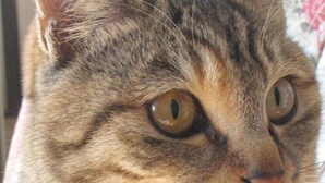 A close-up of a cat's face. - Pension Yama No Wagaya (Nasu)