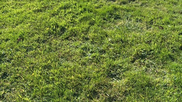 A grassy field with dense shrubbery and trees in the background. - Whistling Frog Cafe & Resort (Chaslands)