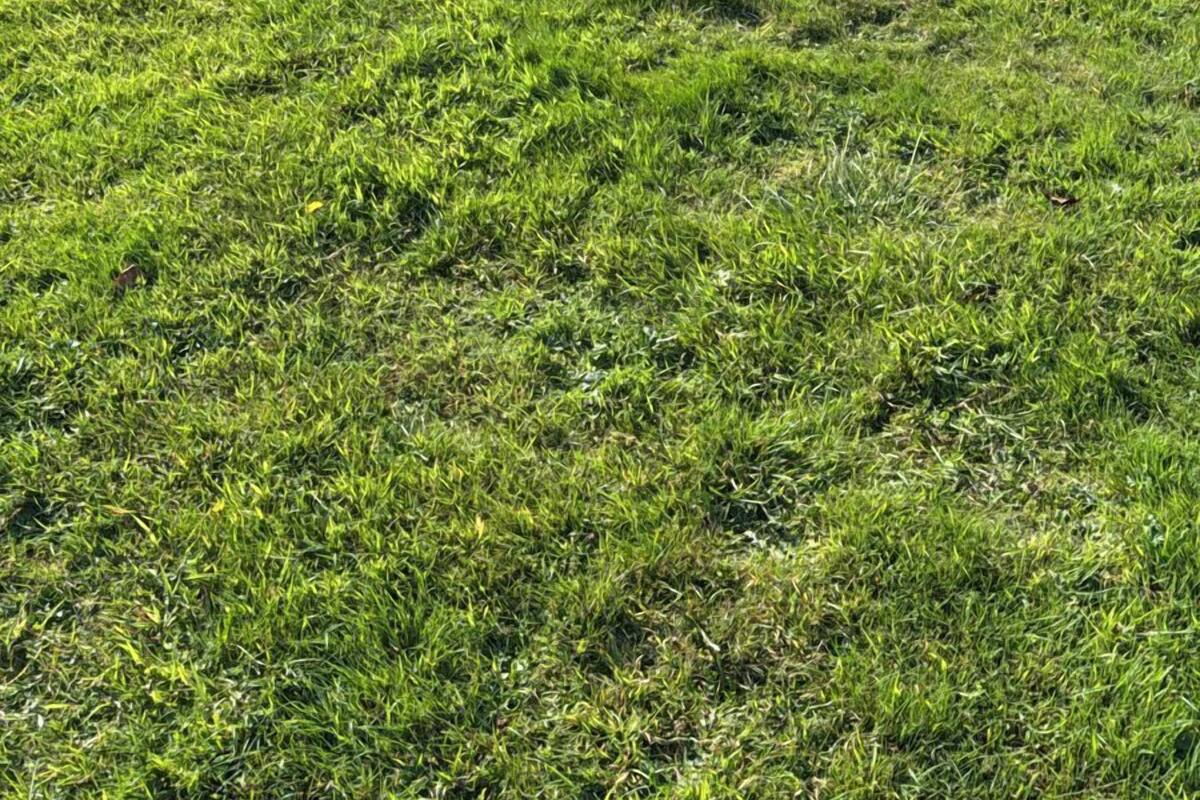 A grassy field with dense shrubbery and trees in the background.