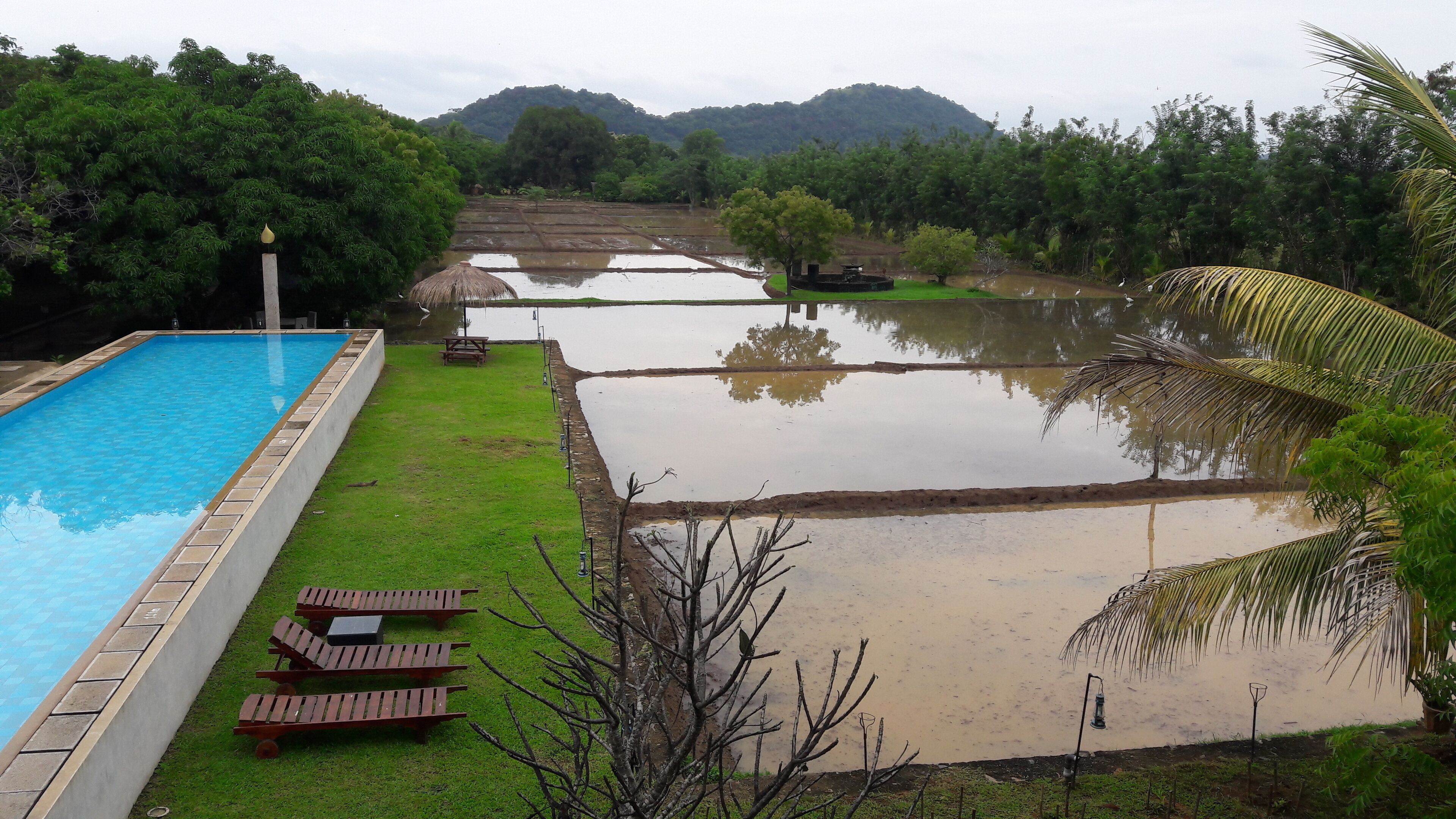 A swimming pool with lounge chairs, a grassy area, and rice paddies in the background.