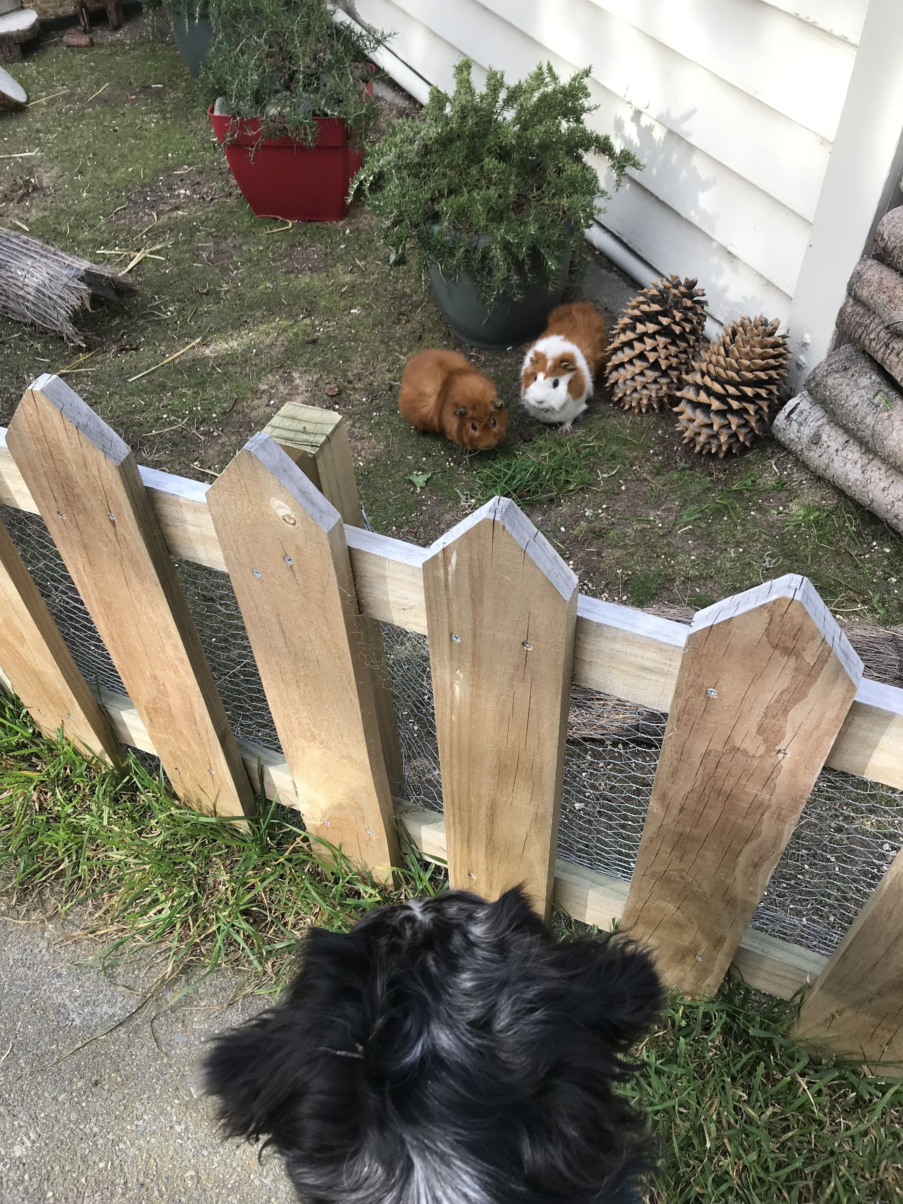 A wooden fence with a wire mesh, a small black dog, and two guinea pigs near a house with a red pot and pine cones.