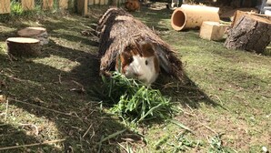Un cobaya en un área verde al aire libre, con una cerca de madera y una estructura de madera al fondo.