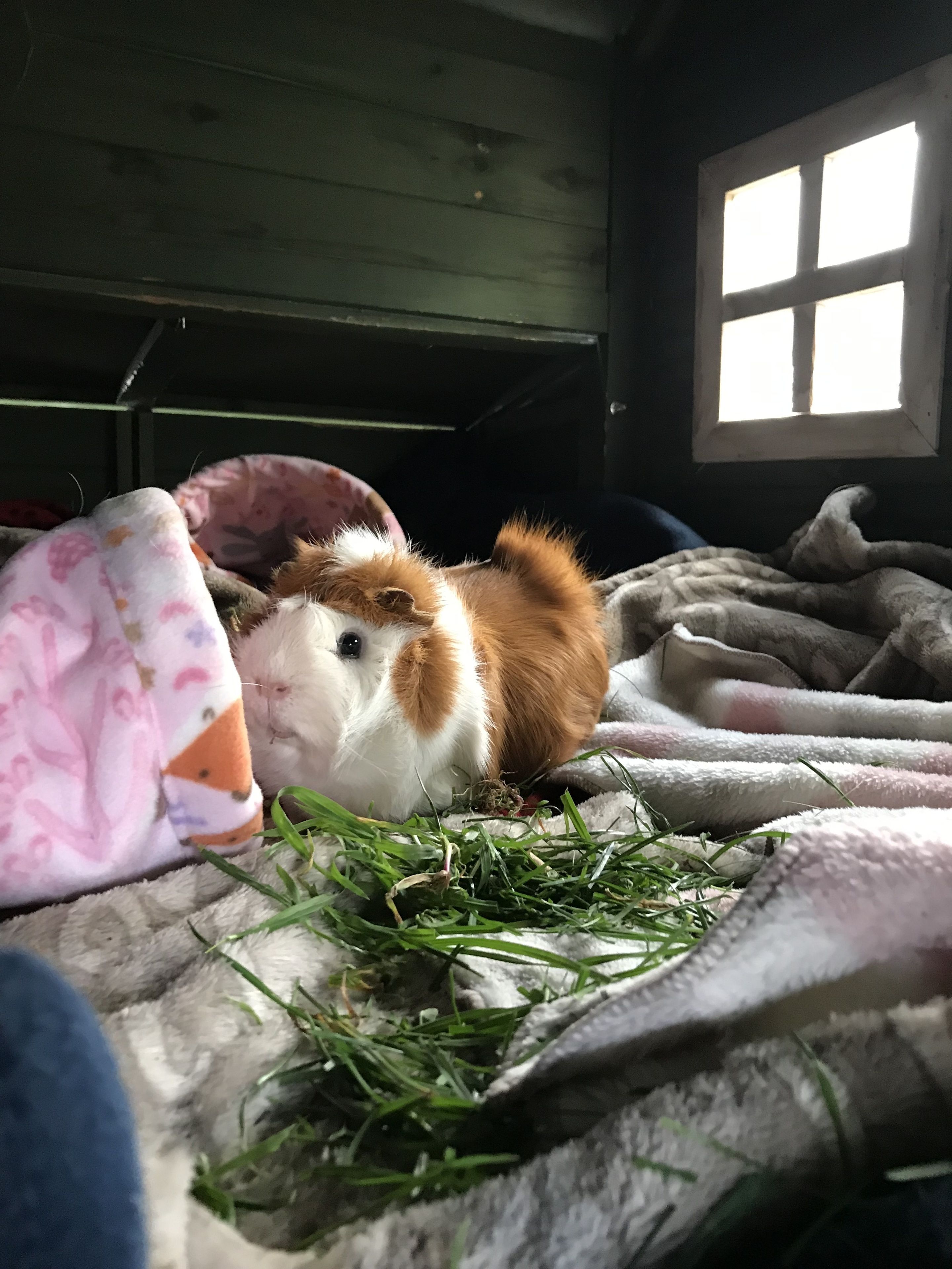 A small animal in a cozy indoor setting with a window, a blanket, and some grass.
