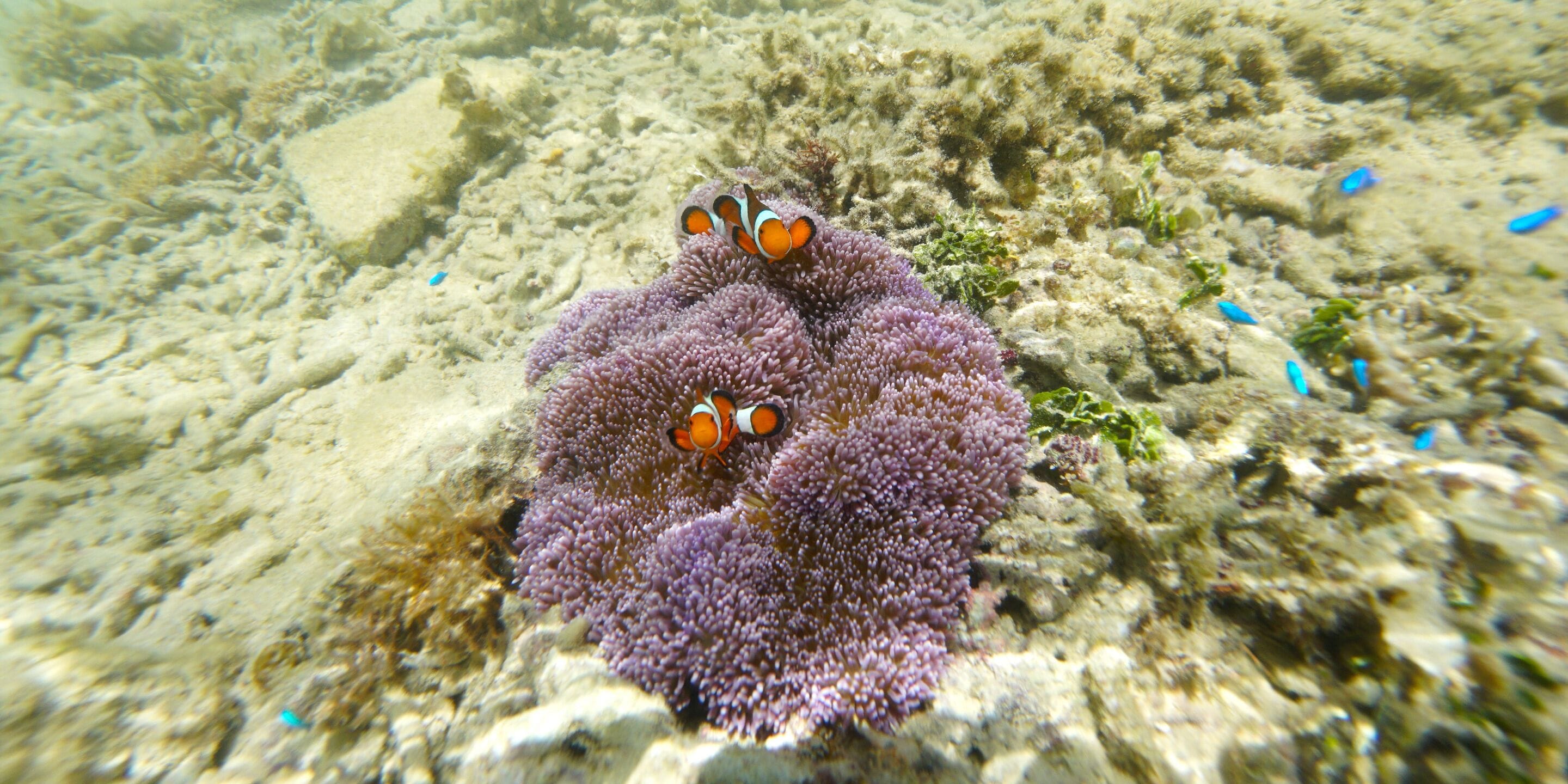 A coral reef with two clownfish and some small fish.