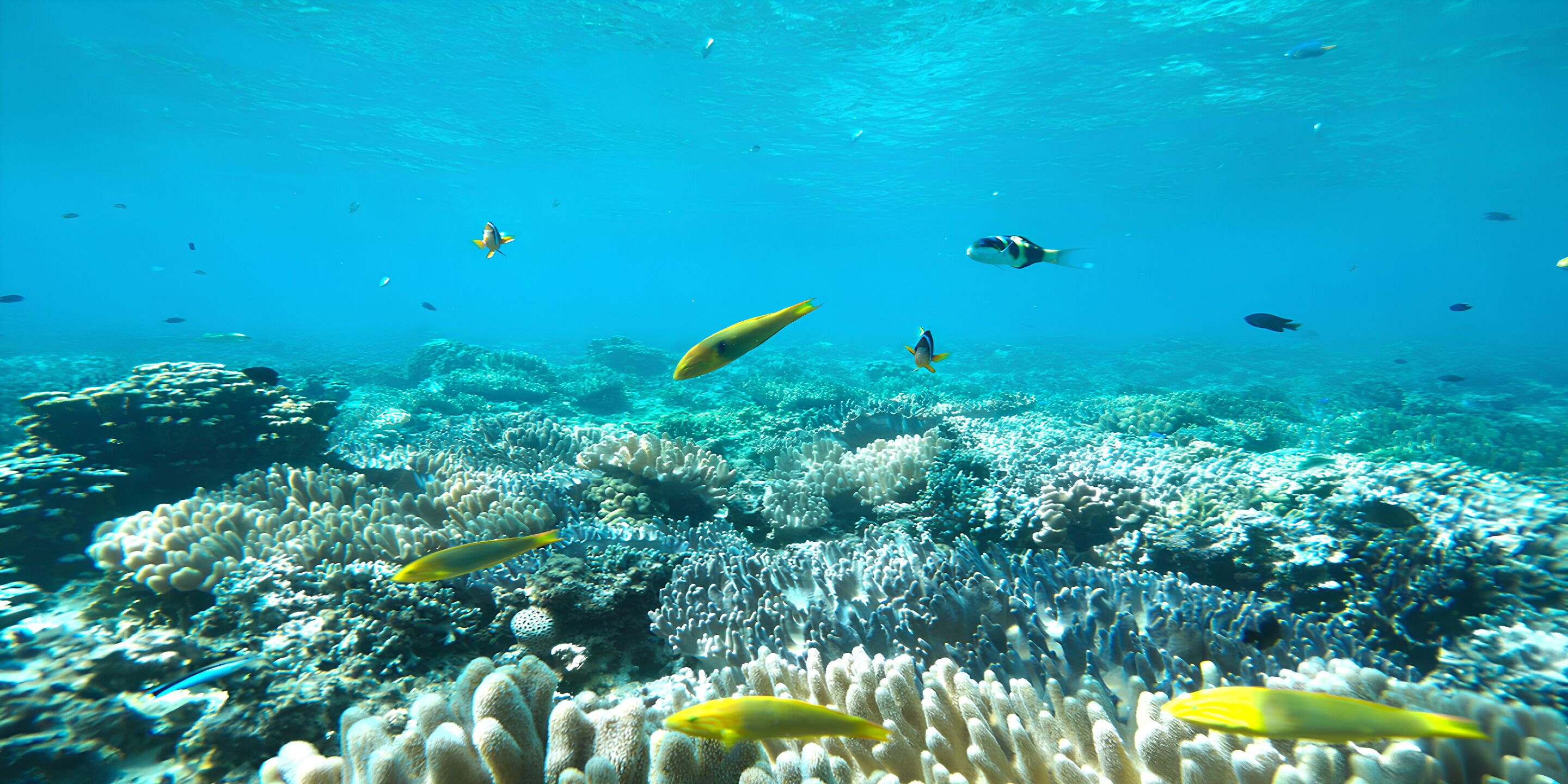 An underwater scene with various fish swimming around coral reefs.