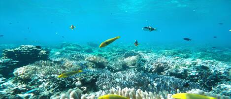 An underwater scene with various fish swimming around coral reefs.
