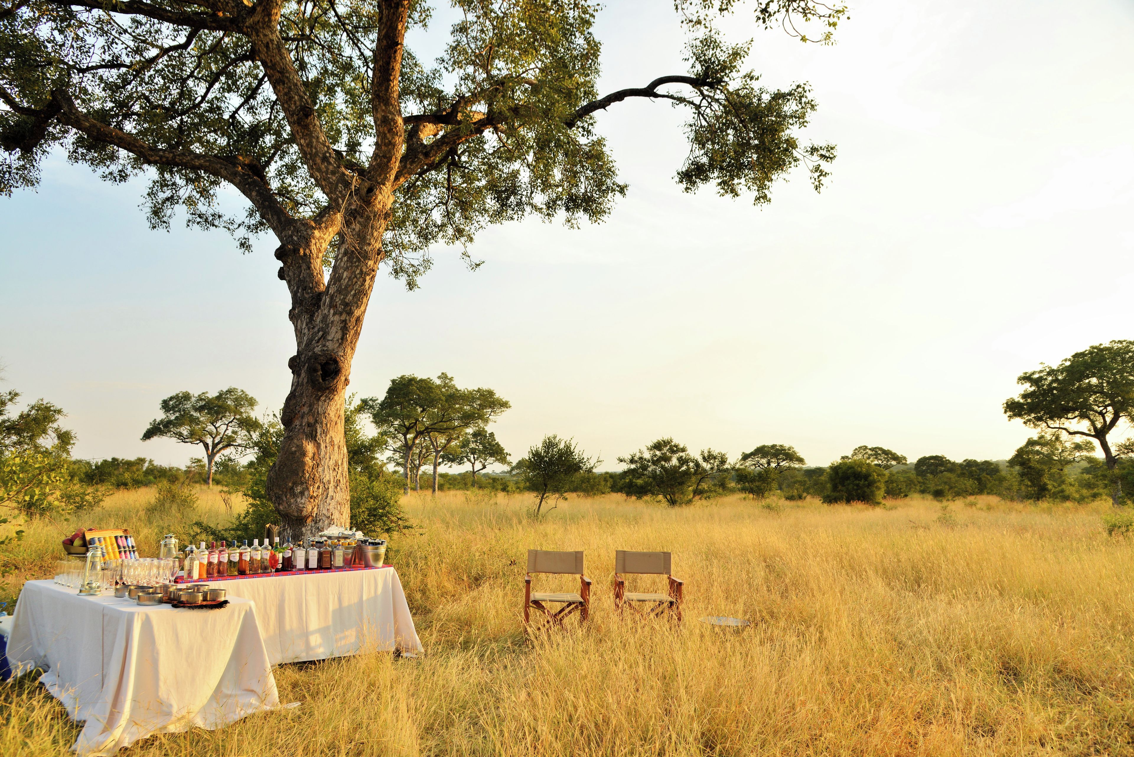 An outdoor dining setup with a table and chairs under a large tree, surrounded by a grassy field and trees in the background.