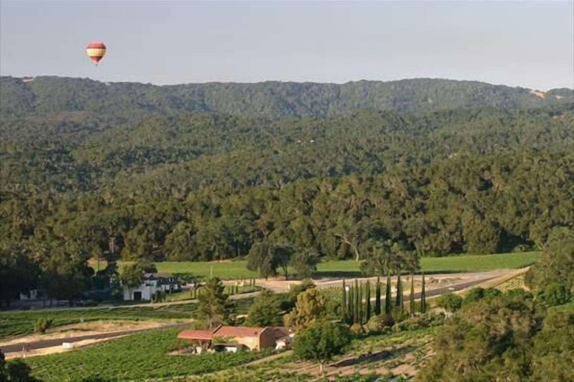 A vineyard with a hot air balloon in the distance.