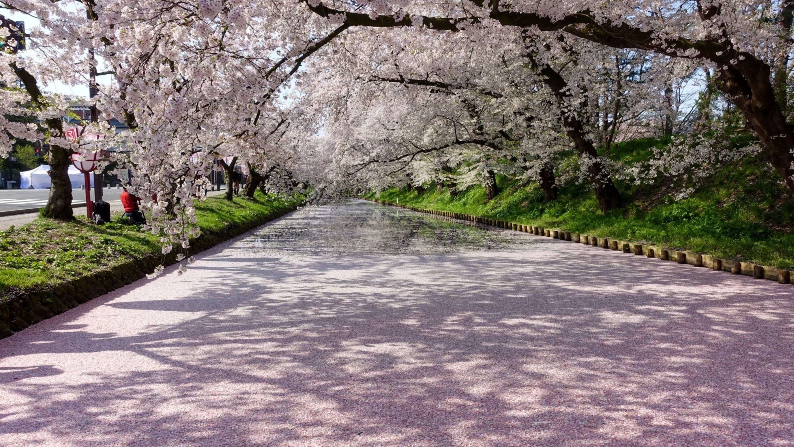 A pathway lined with cherry blossom trees, a grassy area, and a sidewalk.