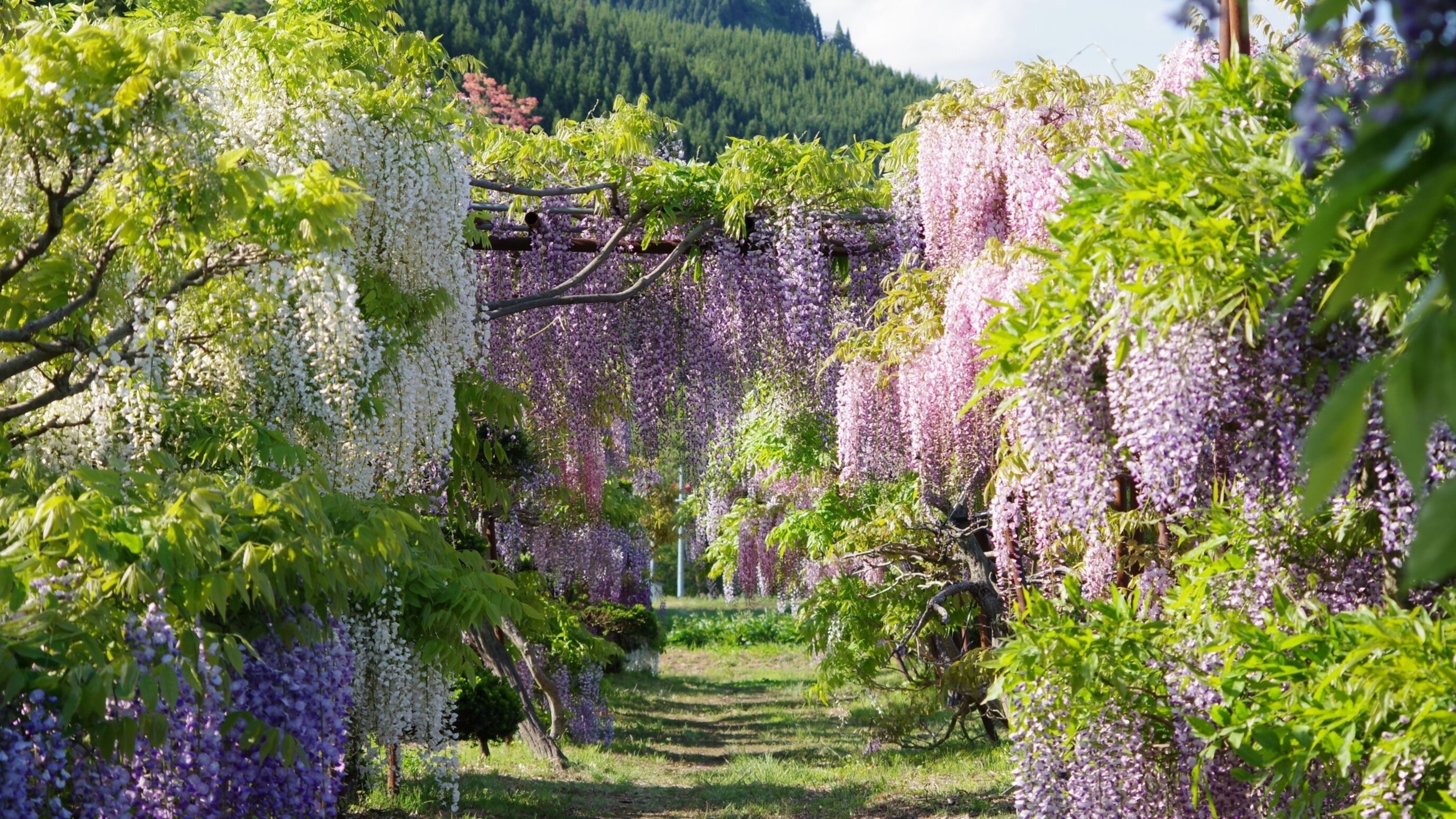 A garden with wisteria vines in full bloom, a pathway, and a forested mountain in the background.