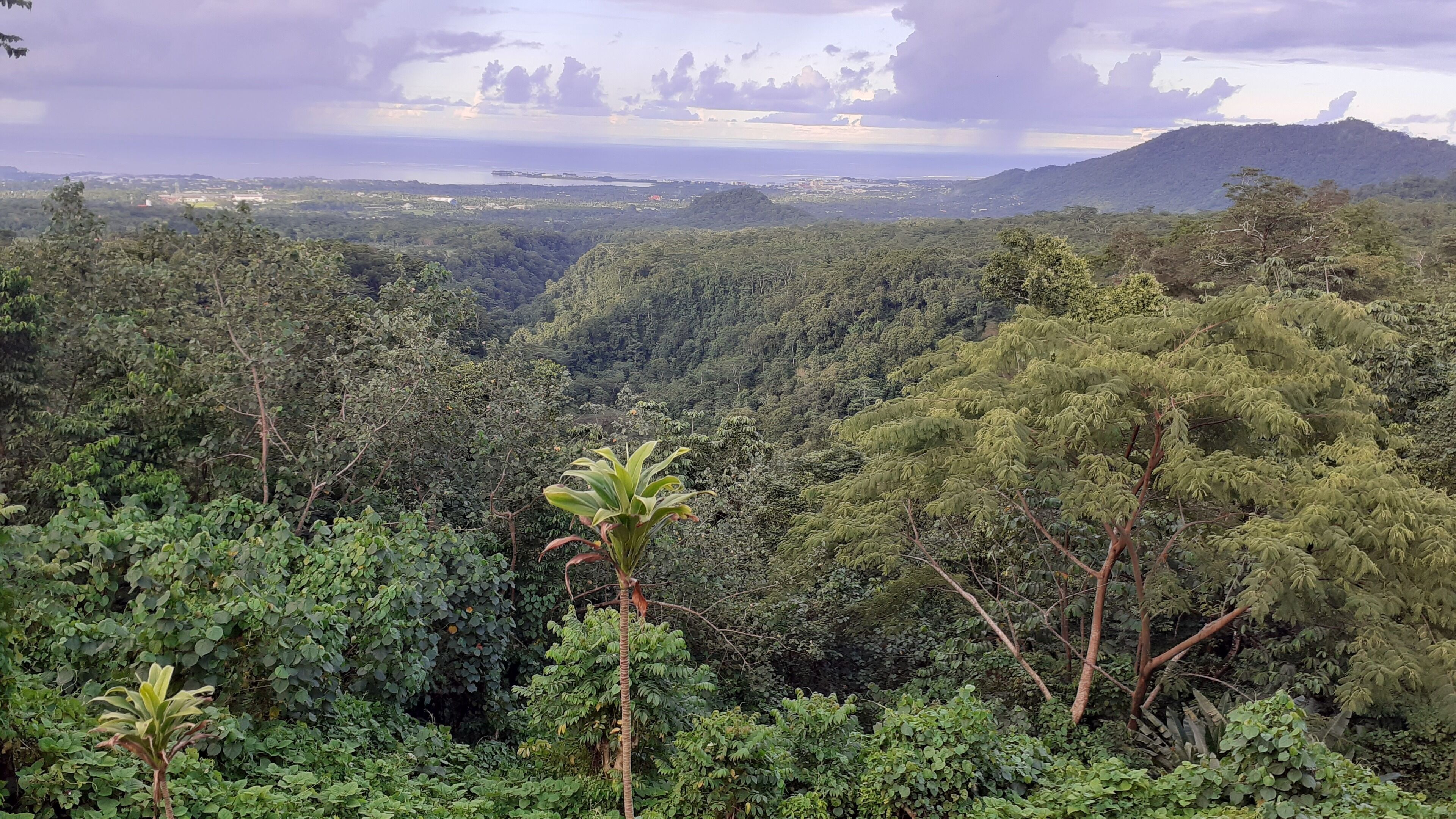 Un bosque denso con vista al océano y tierra lejana.