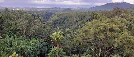 Un bosque denso con vista al océano y tierra lejana.