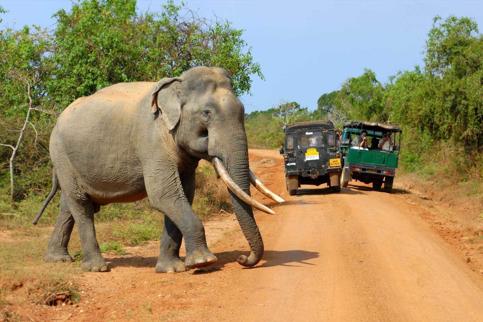 Safari