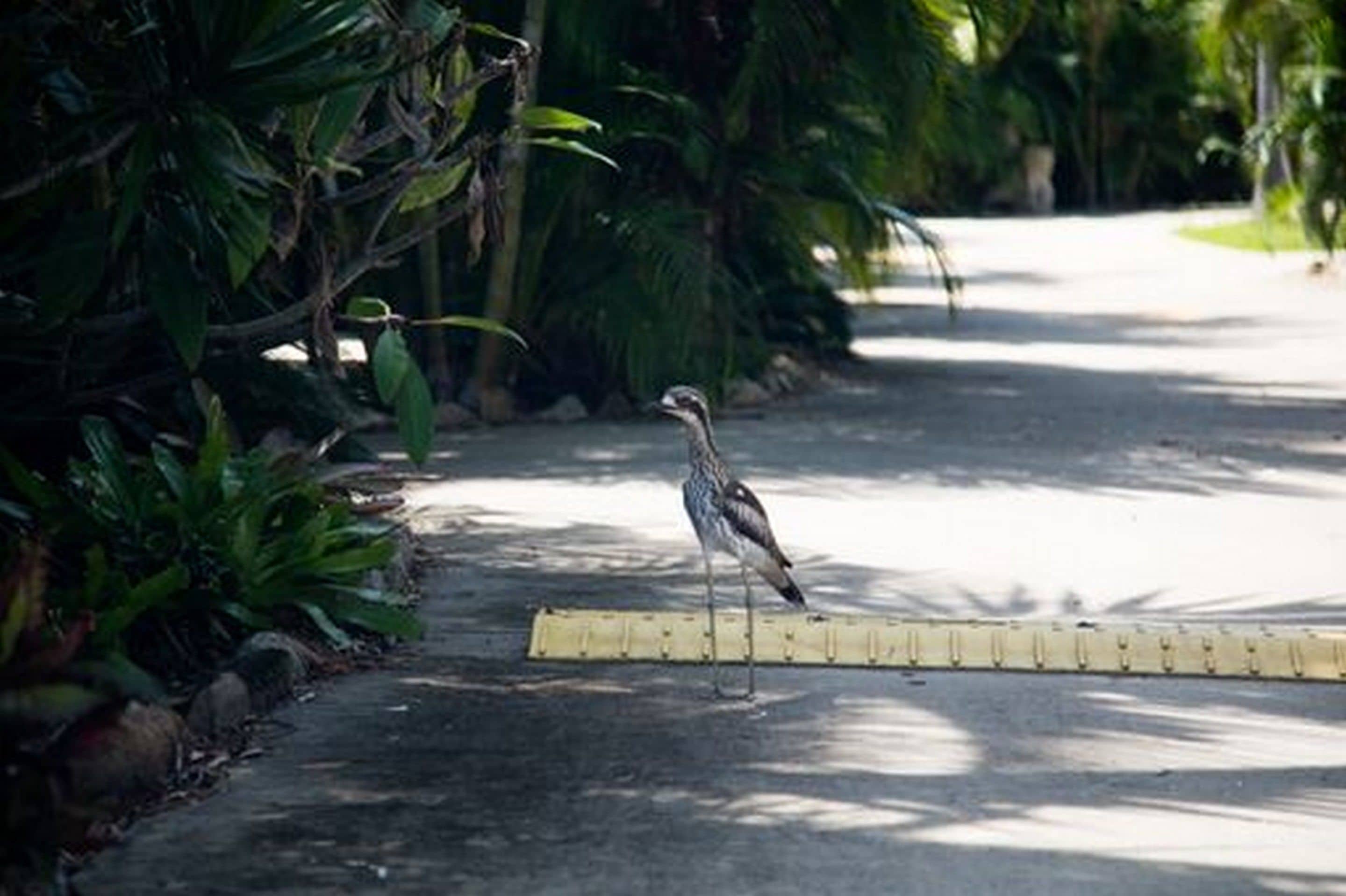 A bird standing on a paved path surrounded by dense foliage.