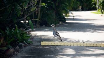 A bird standing on a paved path surrounded by dense foliage.
