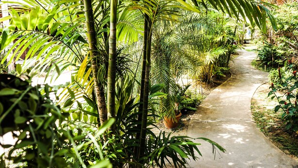 Property grounds - Tanamas House (Sa Khu)