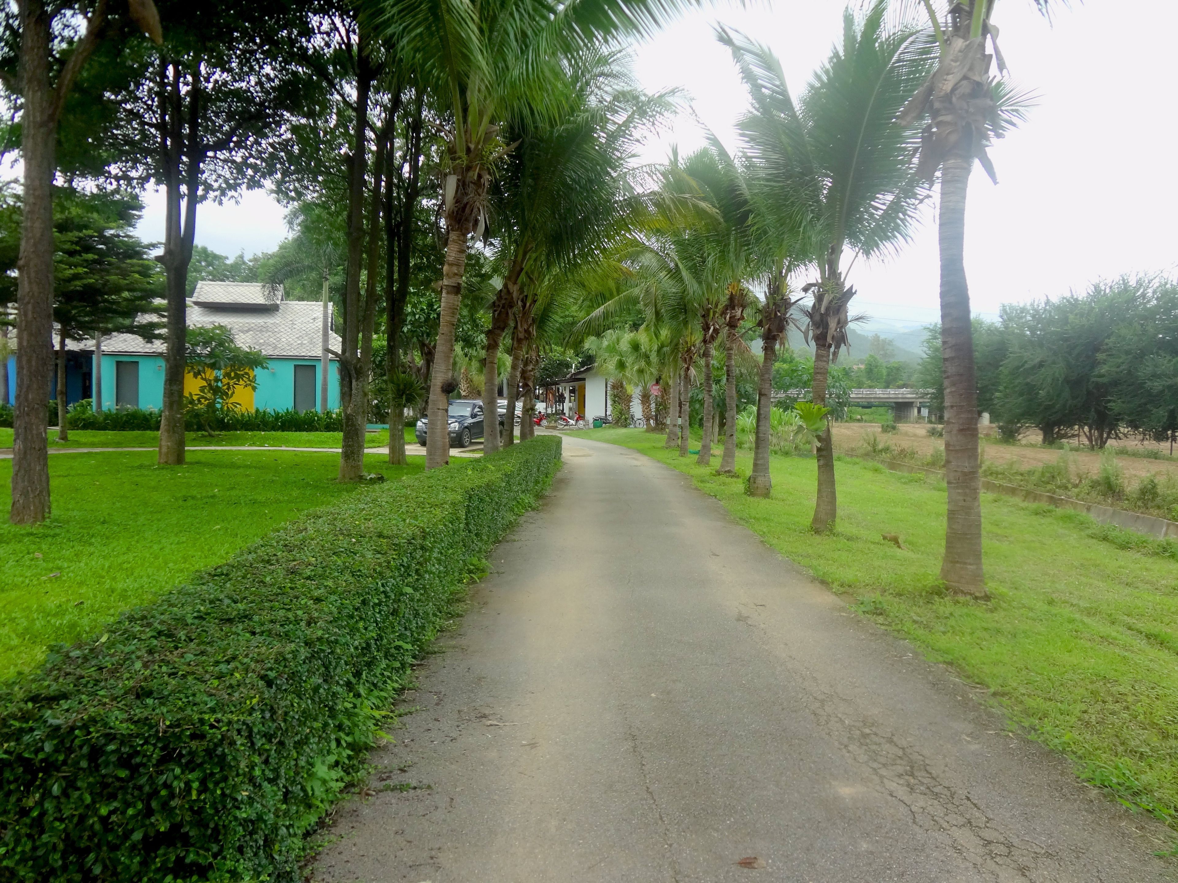A paved road flanked by palm trees and a hedge, leading to a building with a blue and yellow facade.