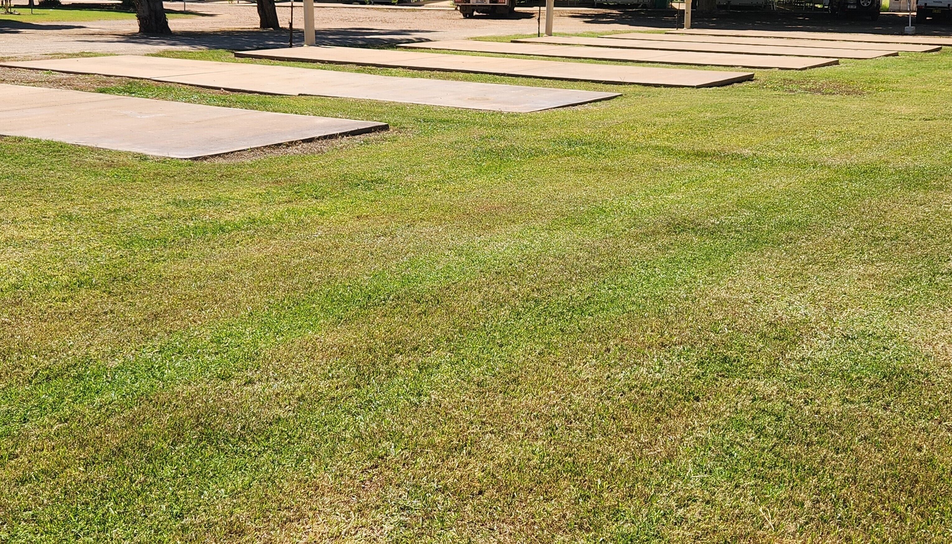 A grassy area with concrete slabs and a tree.