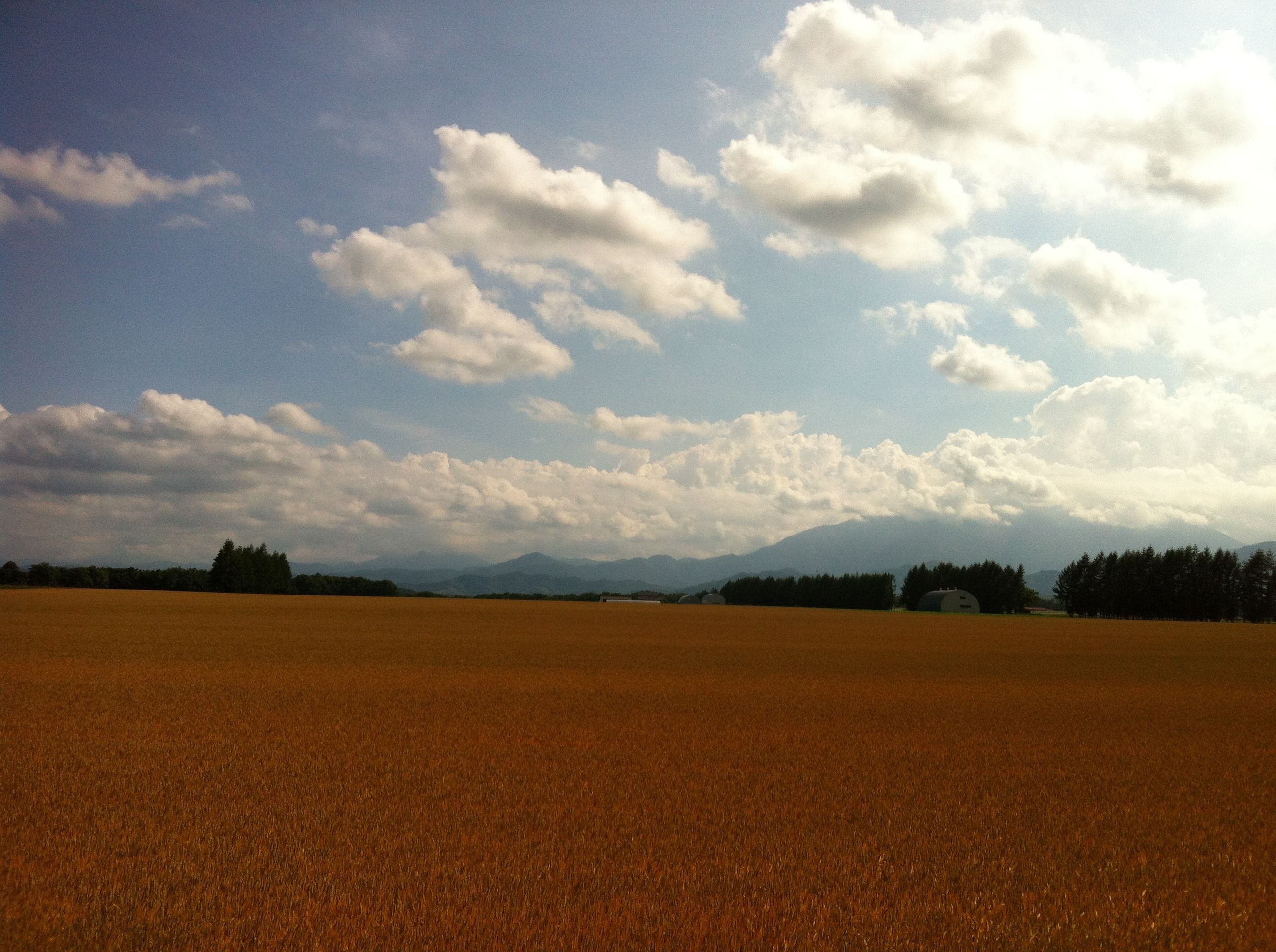 A vast wheat field under a partly cloudy sky with distant mountains.
