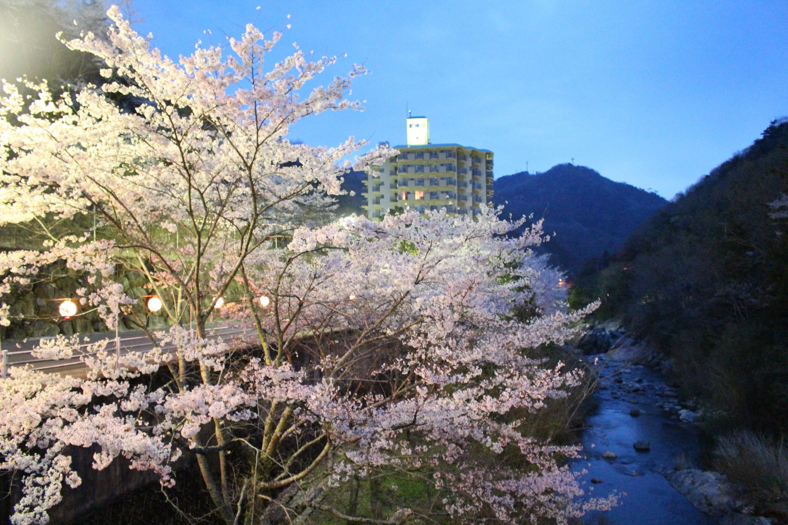 A building with a tower, surrounded by cherry blossoms and a river.