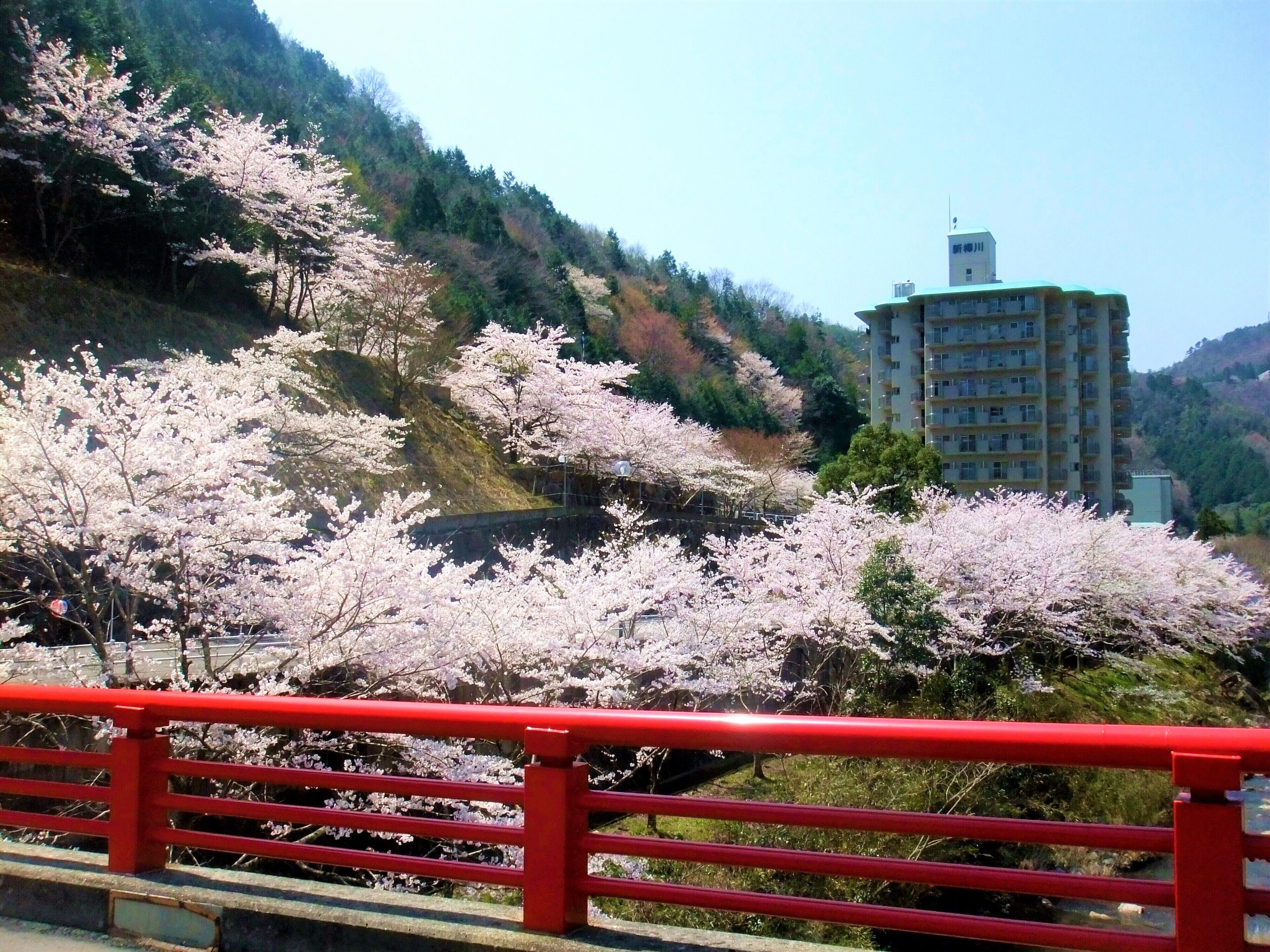 Un puente con barandilla roja, flores de cerezo y un edificio al fondo.
