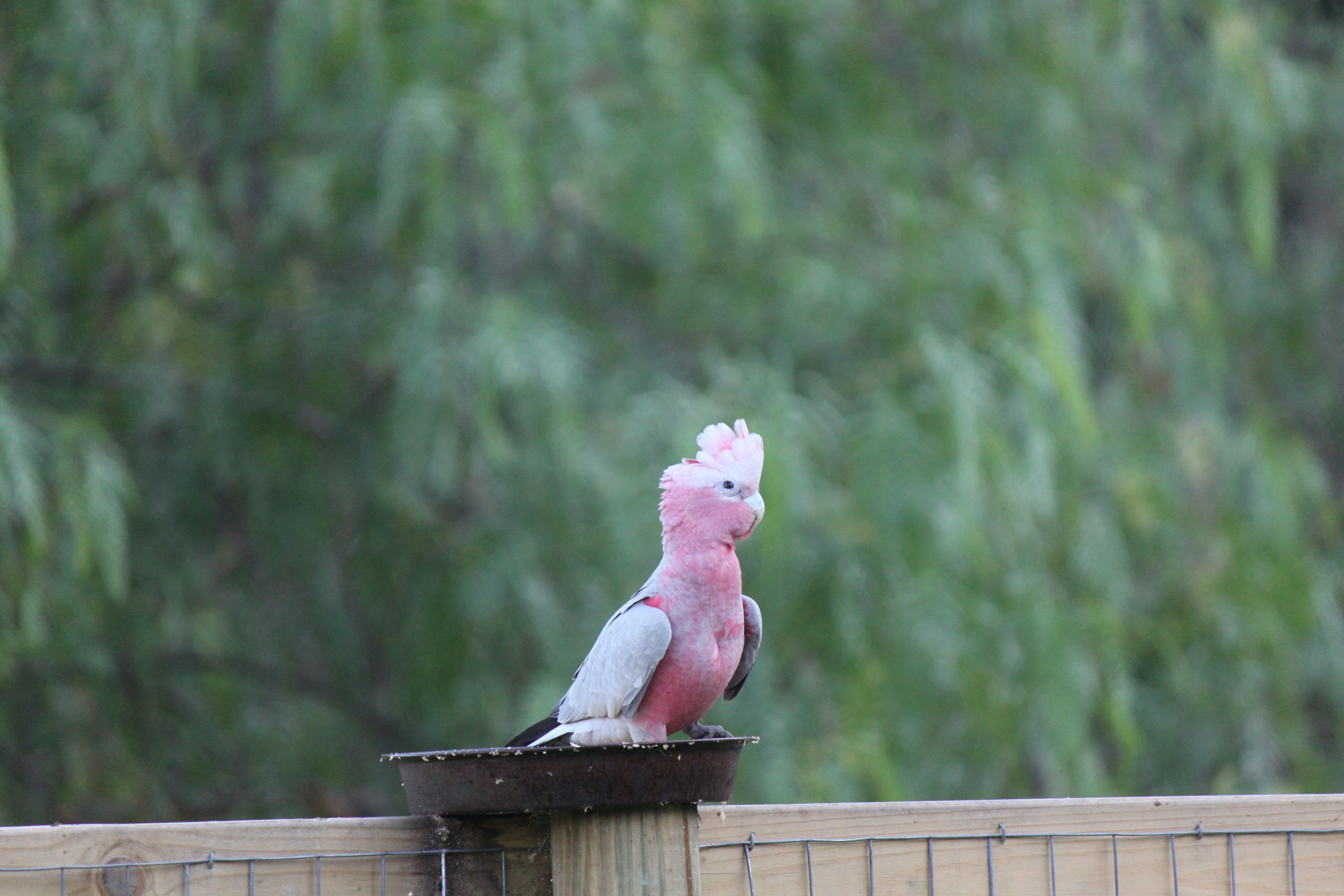 Un pájaro en un posadero.