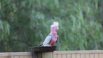Un pájaro en un posadero.