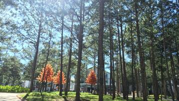 A pathway lined with tall trees and a building in the background.