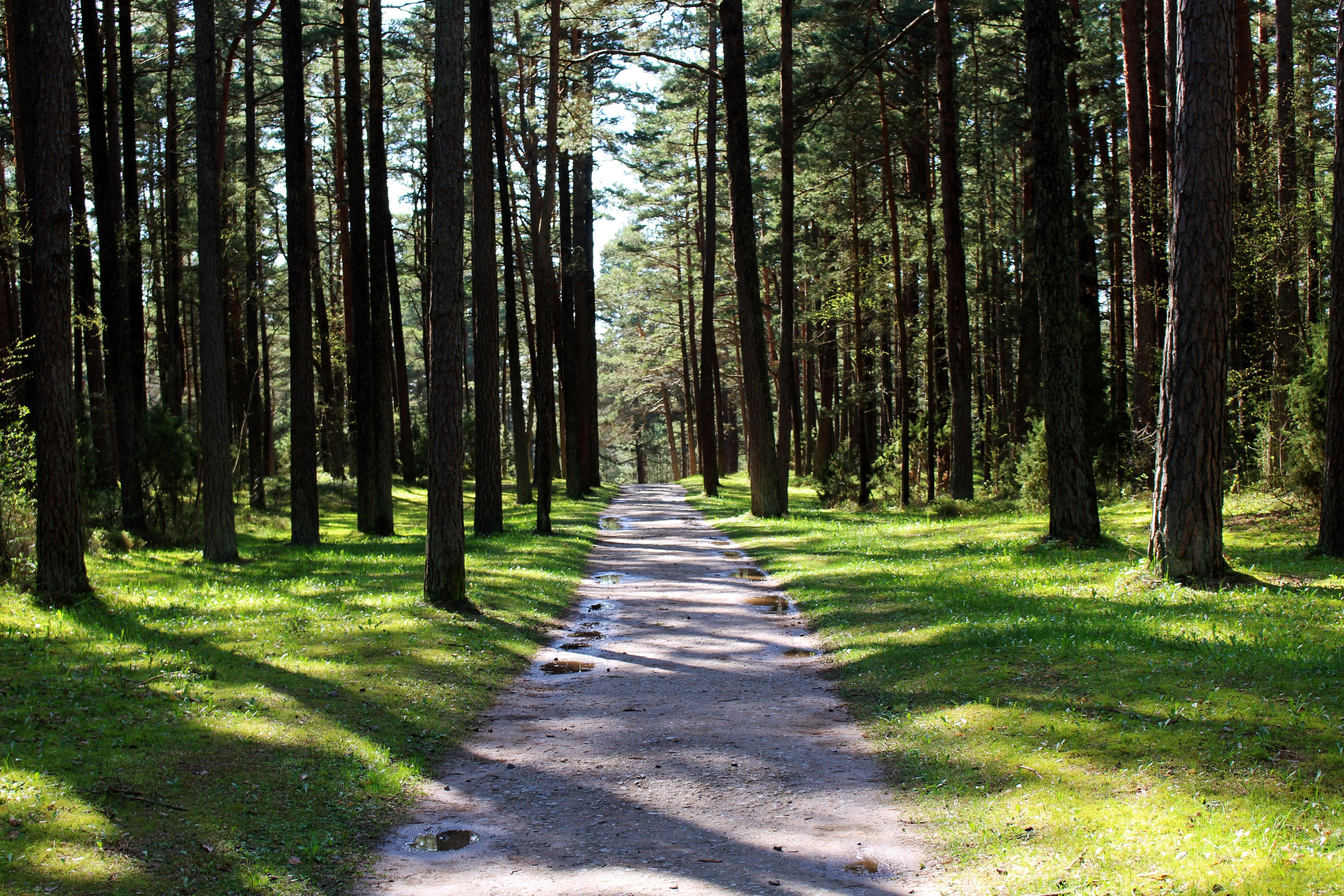 A forest path surrounded by tall trees.