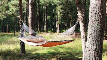 A hammock suspended between two trees in a forested area.