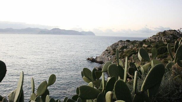 A coastal landscape with cacti and a view of the sea and distant mountains. - Blue Island Villa Caterina (Casteldaccia)