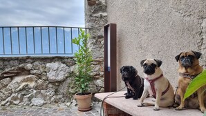 Trois chiens sont assis sur un banc dans un espace extérieur, avec un mur en pierre et un pot de fleurs.