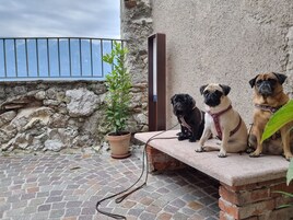 Three dogs sitting on a bench in an outdoor area with a stone wall and a potted plant.