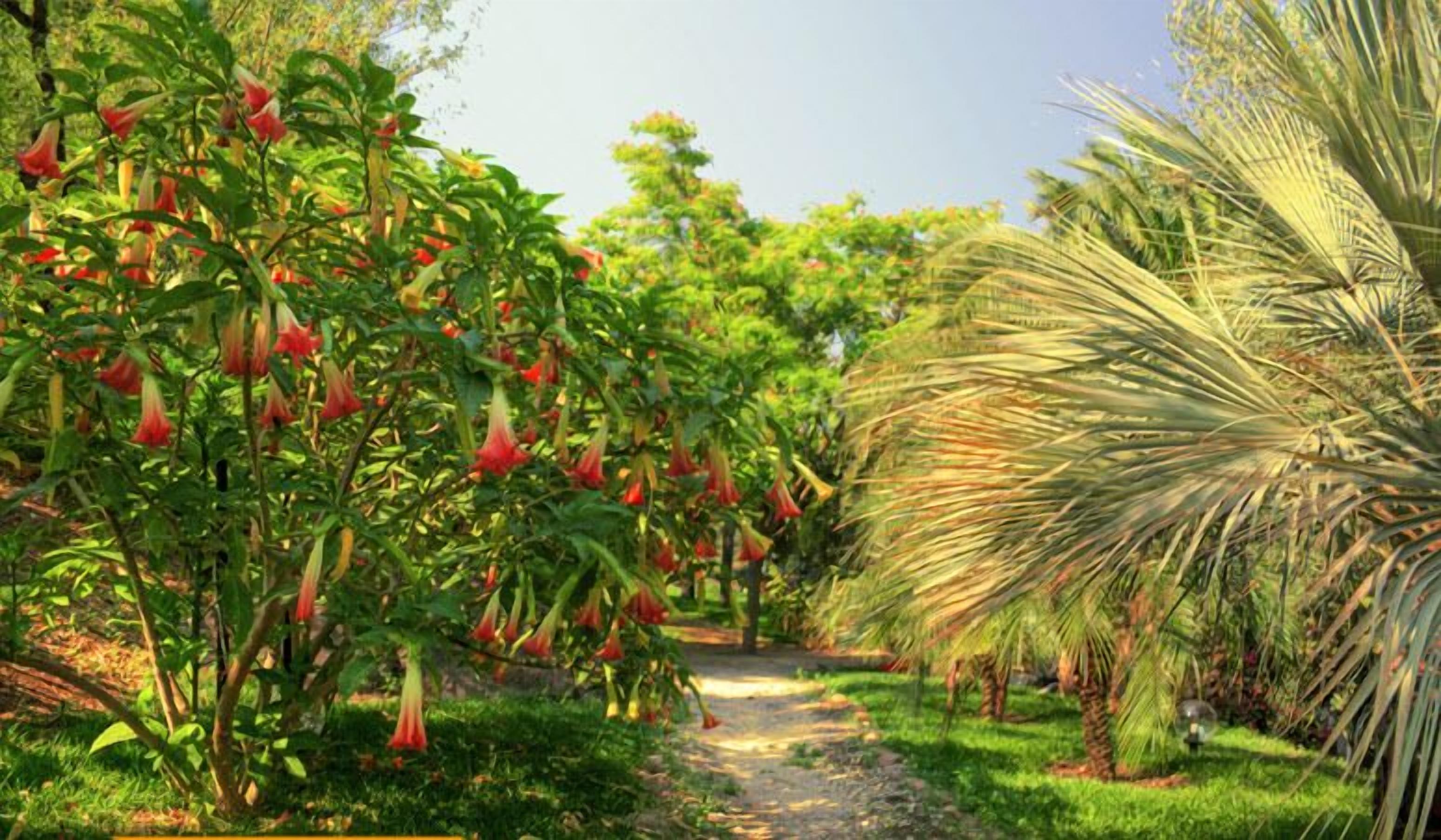 A garden path with lush greenery and flowering plants.