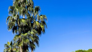 A hotel with a large palm tree in the foreground, a grassy lawn, and a building with a staircase leading to the entrance. - Oz Hotels İncekum Beach Resort (Alanya)