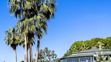 A hotel with a large palm tree in the foreground, a grassy lawn, and a building with a staircase leading to the entrance.