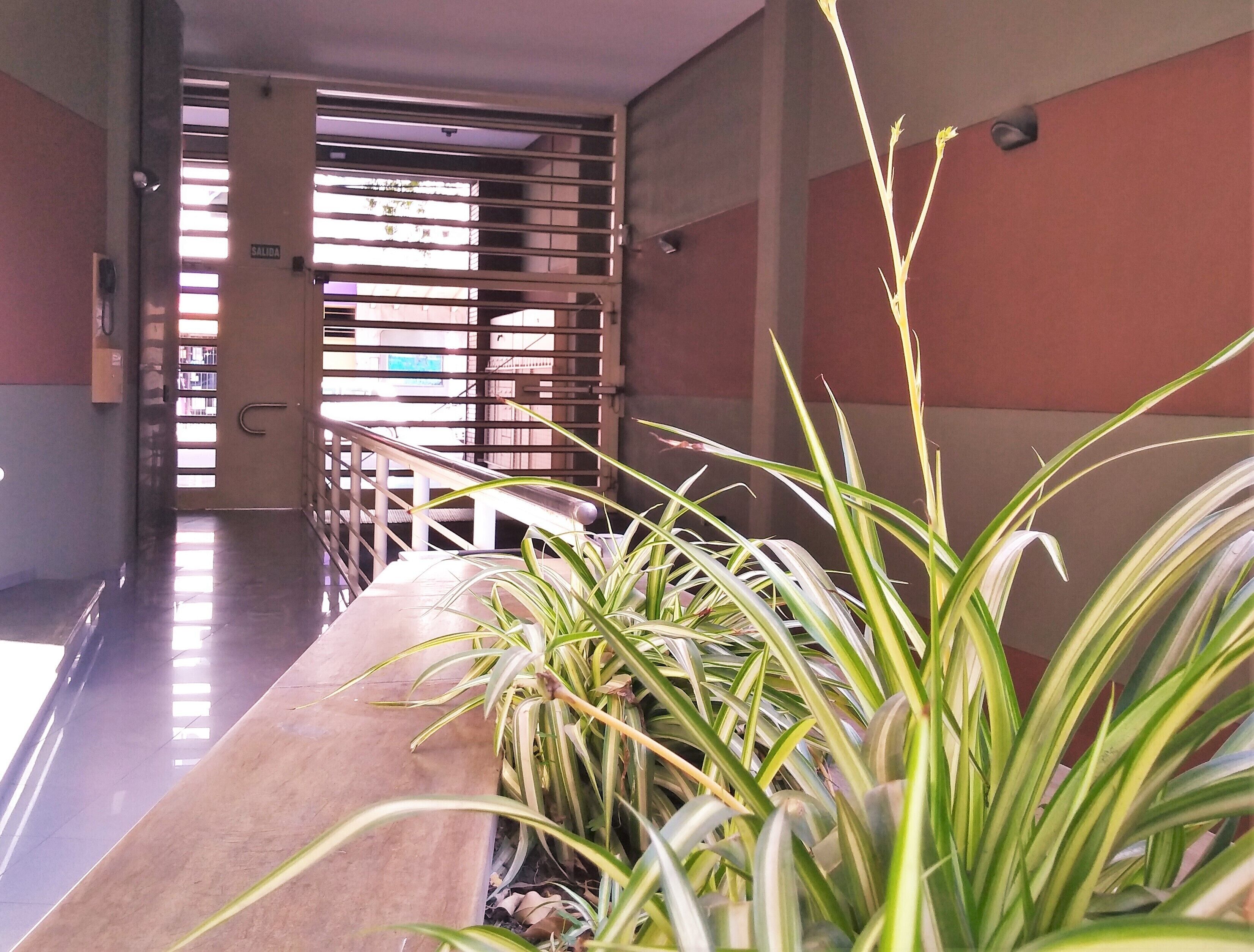 A hallway with a plant, a door labeled "SALIDA", and a staircase.